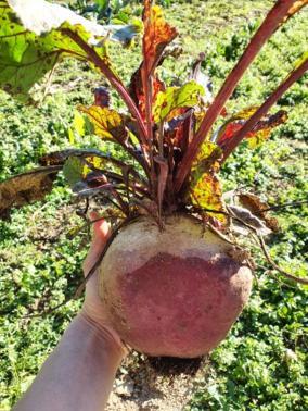 הוילה טנו Agritur Calvola מראה חיצוני תמונה